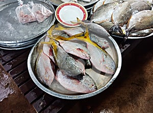 Group of Fresh fish on tray for sale