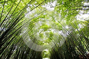 Group of fresh green bamboo tree in the garden