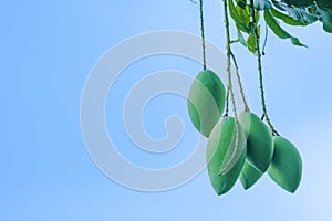 Group of fresh green barracuda mango bouquet fruit hanging on branch tree. isolated on blue sky blackground. sweet and delicious o