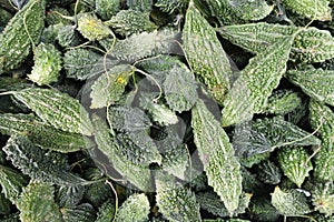 Group of fresh green bitter gourd at at vegetable stall