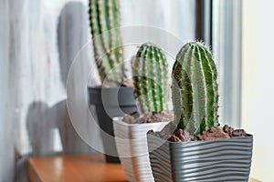 Group of fresh green cactuses in pots on grey grunge background.