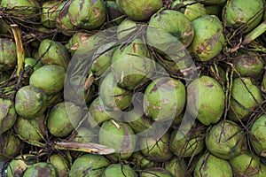 Group of coconuts for background