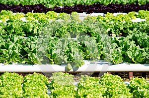 Group of fresh green lettuce vegetable in hydroponic farm under morning sun light. For diet or healthy food production