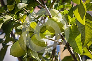 Group of fresh green limones with green leaves is on the tree in the garden photo