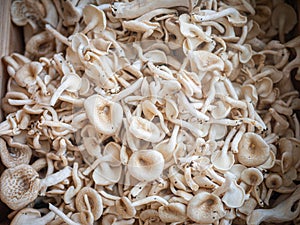 Group of Fresh Indian Oyster or Phoenix Mushroom or Lung Oyster, prepared before cooking or selling