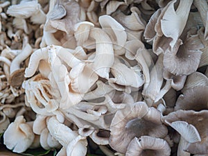 Group of Fresh Indian Oyster or Phoenix Mushroom or Lung Oyster, prepared before cooking or selling