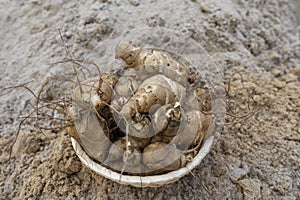 Group of fresh jerusalem artichokes on sand background, close up