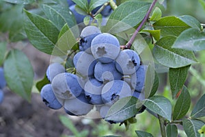 Group fresh mellow blueberries on the green Bush. photo