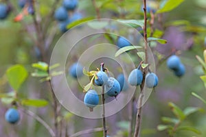 Group fresh mellow wild blueberries on the forest.