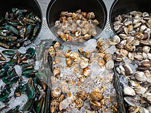 Group of the fresh mussels, Mercenaria mercenaria quahog, babylonia areolata in the plastic tray with crushed ice