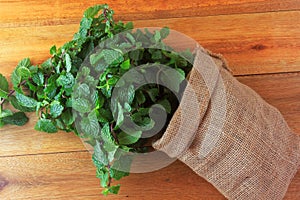 Group of fresh organic green mint in rustic fabric bag on rustic wooden table. Aromatic peppermint with medicinal and culinary