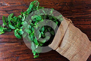 Group of fresh organic green mint in rustic fabric bag on rustic wooden table. Aromatic peppermint with medicinal and culinary