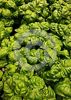 A group of fresh potted green basil plants