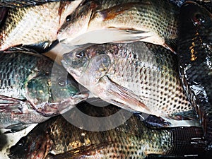 group of fresh raw freshwater Tilapia fish at thai market
