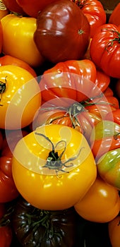 A group of fresh raw multicolored shiney heirloom tomatoes background photo