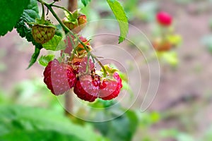 Group of a fresh red raspberries on branch with green leaves