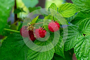 Group of a fresh red raspberries on branch with green leaves, harvest of rasberries in countryside garden