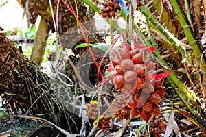 group of fresh red salak fruit hanging on tree. long branch with spiky and sharp in farmer garden