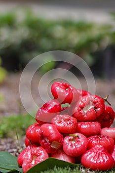 Group of Fresh ripe red rose apple fruits are ready for sale. Also know as jambu air Merah (Syzygium aqueum)