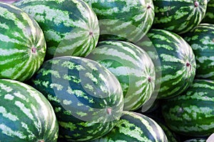 Group of fresh ripe watermelons