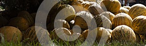 Group of fresh ripe yellow sweet melons. Cantaloupe melons for sale in organic farm.