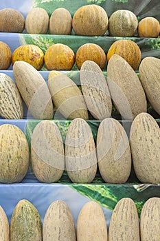 Group of fresh ripe yellow sweet melons. Cantaloupe melons for sale in organic farm.