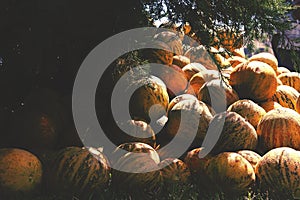 Group of fresh ripe yellow sweet melons. Cantaloupe melons for sale in organic farm. Toned image.