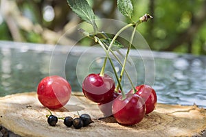 Group of fresh ripened fruit on wooden pad, red sour cherries and black currant