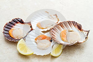 Group of fresh scallops