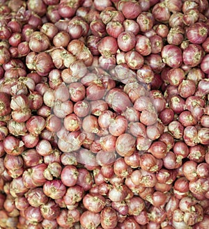 Group of fresh shallots