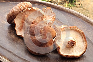 Group of fresh shiitake mushrooms on dark plate