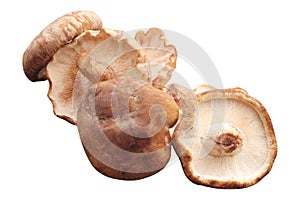 Group of fresh shiitake mushrooms isolated