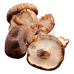 Group of fresh shiitake mushrooms isolated