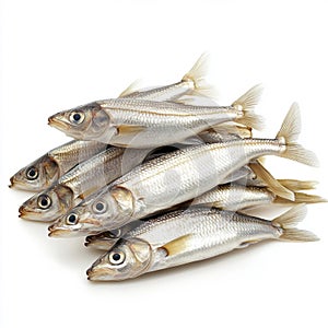 A group of fresh silver barb fish isolated on white background