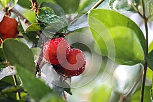 Group of fresh small red organic brazillian acerola cherry fruit Malpighia Glabra with green leaves. Fresh organic Acerola