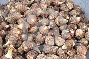 Group of fresh taro vegetable pile called Colocasia esculenta in scientific name, stcking raw Taro in local market. Pile of fresh