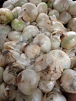 fresh white onions (allium cepa) on sale at the market.