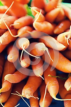 Group of freshly harvested orange carrots