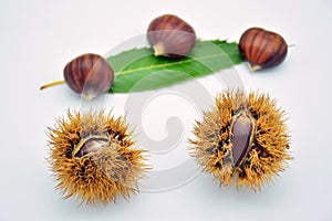Group of freshly picked chestnuts, isolated on white photo