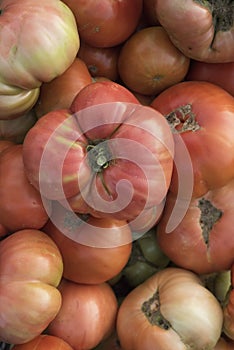 Group of freshly picked tomatoes in the garden