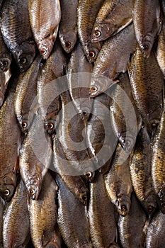 Group of Freshwater fish