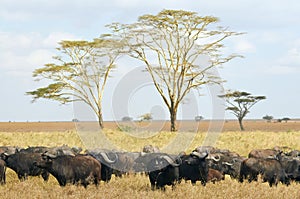 Group of frican buffalos Syncerus caffer