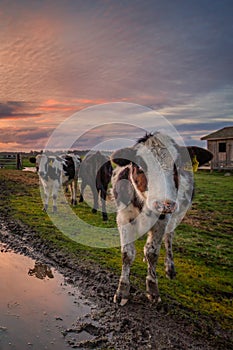 A Group of Friendly Cows Enjoying the Sunset