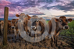 A Group of Friendly Cows at the Fence