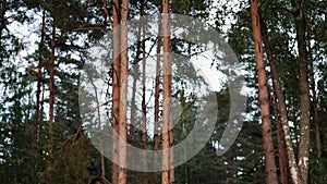 A group of friends relax in a forest camp. Men and women prepare a marshmallow on a bonfire. A party in nature.