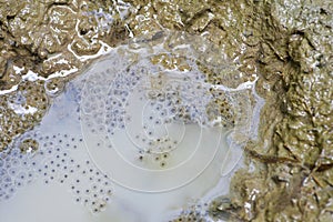 A group of frog spawn in the puddle .