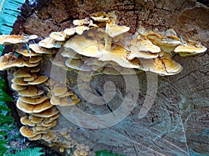 A group of fungi grow on a fallen tree photo