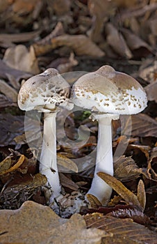 A group of fungi Macrolepiota mastoidea.