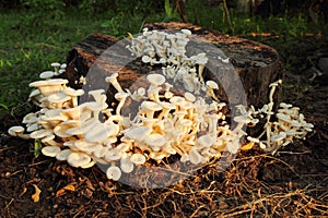 Group of fungus