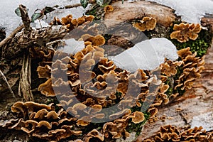Group of fungus Stereum subtomentosum on tree trunk with snow photo